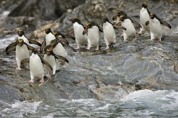 Antarctica, Royal Bay Macaroni Penguins